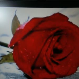 Meet your Posher, Travis